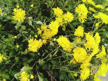 Yellow flowers blooming on plant