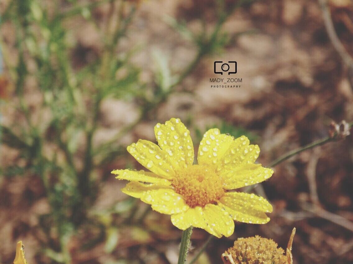 growth, focus on foreground, close-up, plant, yellow, leaf, nature, beauty in nature, flower, day, green color, freshness, water, outdoors, no people, wet, text, fragility, selective focus, high angle view