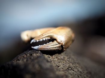 Close-up of crab on rock