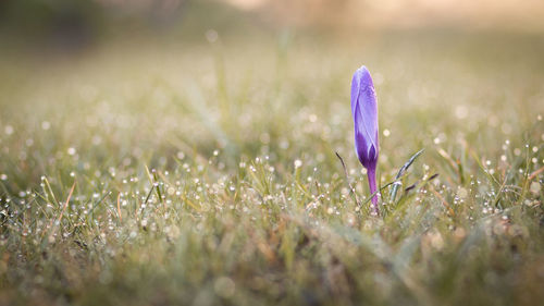 Close-up of crocus on field