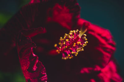 Close-up of red flower blooming outdoors