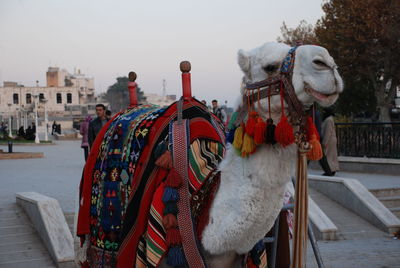 View of camel in city