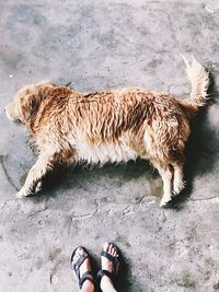 Low section of person standing with dog