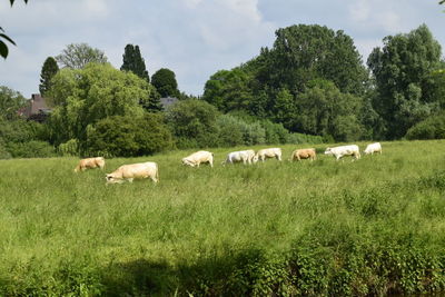 Sheep grazing on field against sky