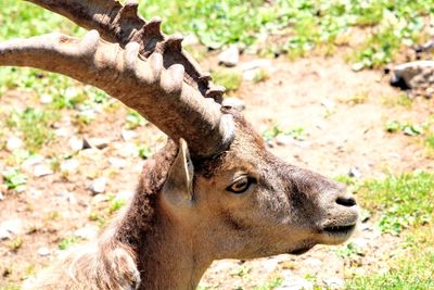 Close-up of deer