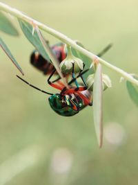 Close-up of insect hanging