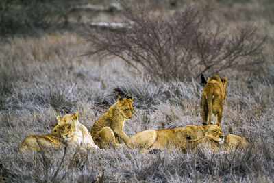 Lionesses sitting on grass