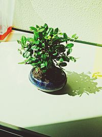 Potted plants on the wall