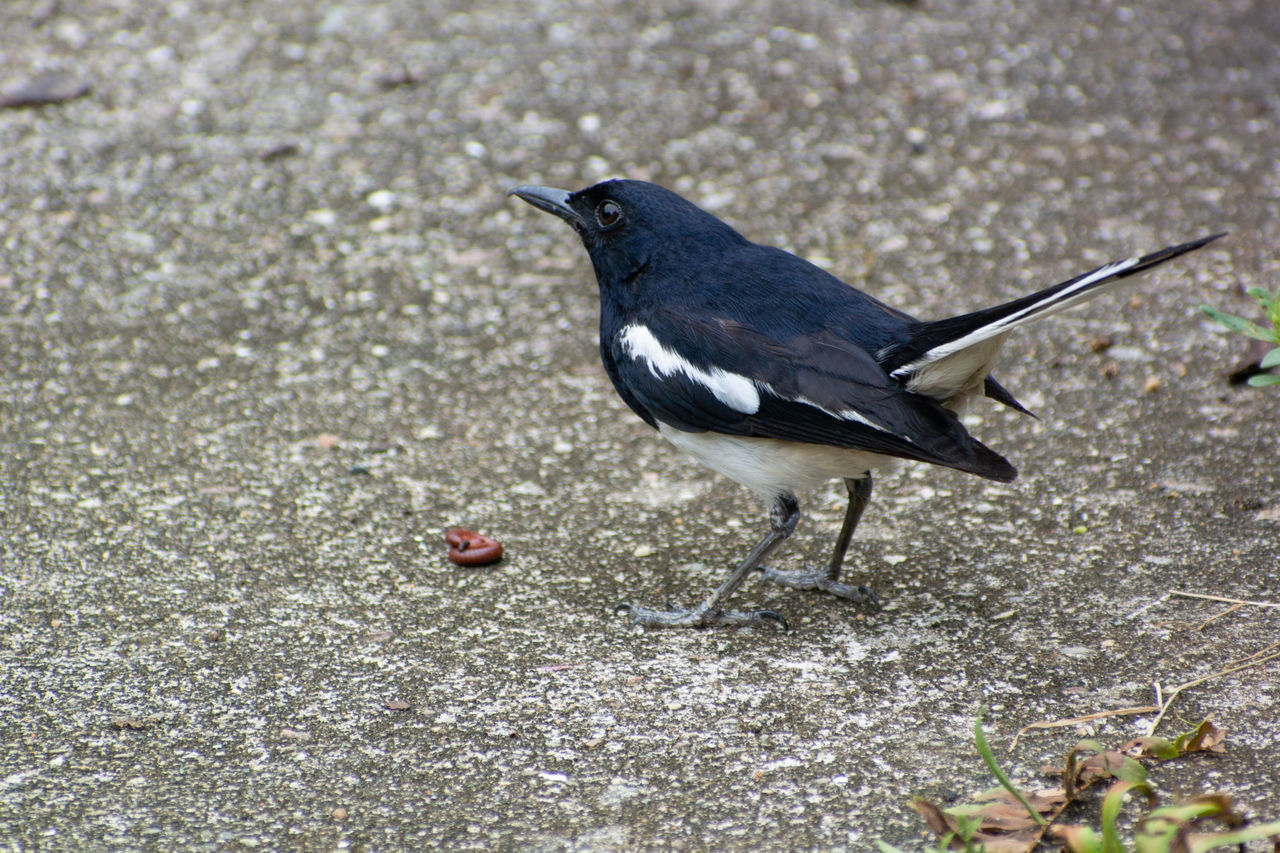 HIGH ANGLE VIEW OF BIRD EATING