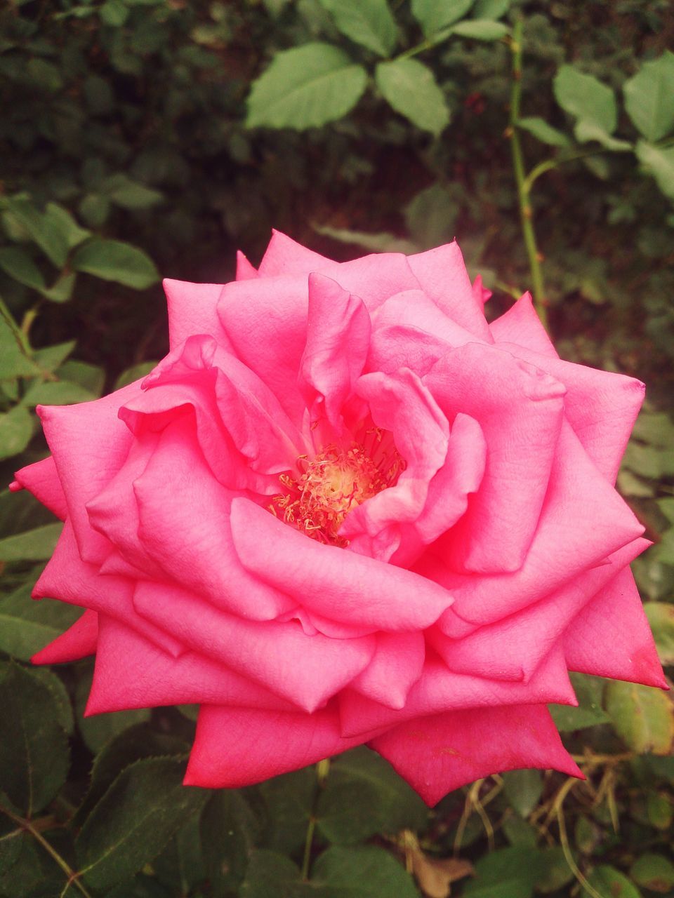 flower, petal, freshness, flower head, fragility, growth, pink color, beauty in nature, close-up, single flower, rose - flower, blooming, leaf, nature, focus on foreground, plant, red, in bloom, pink, outdoors