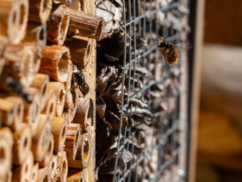 Close-up of bee on wood