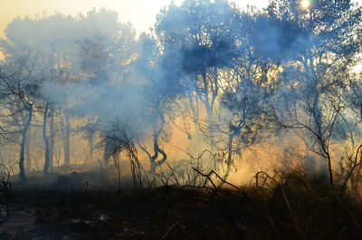 Silhouette of trees in forest fire