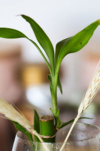Close-up of potted plant