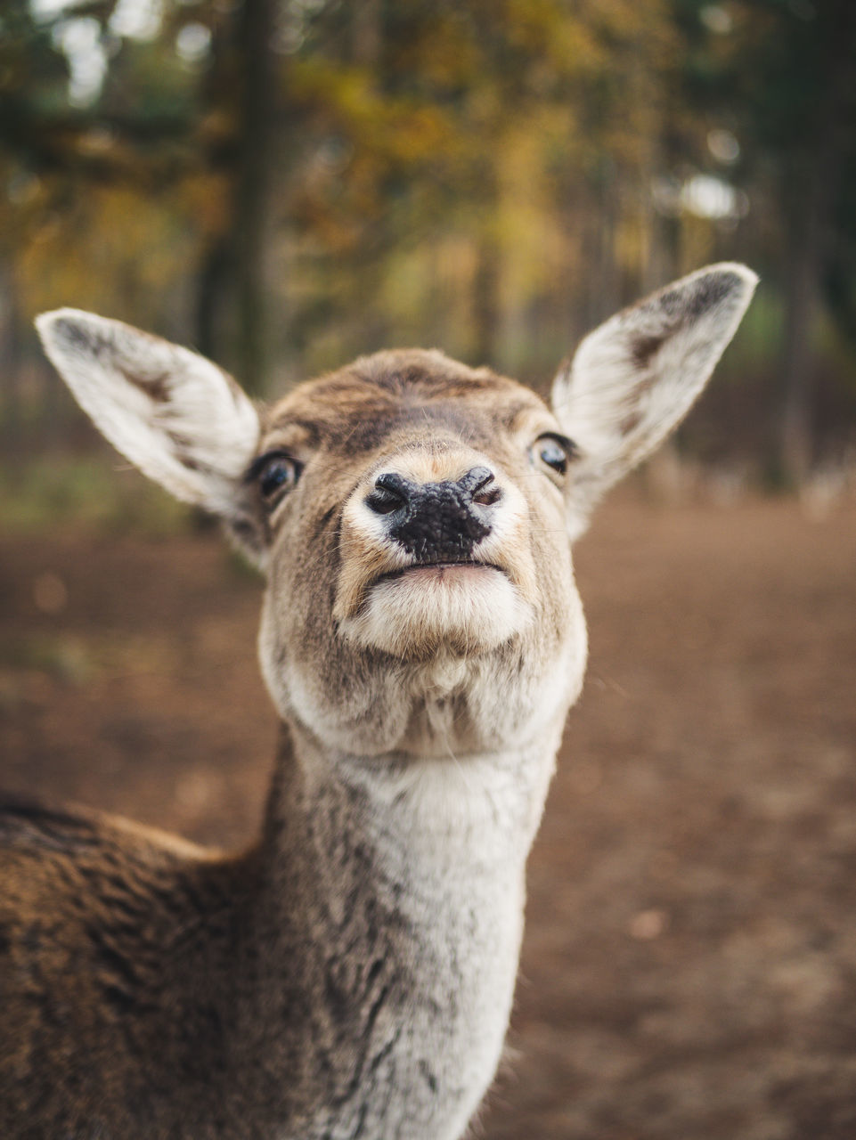 one animal, animal wildlife, animals in the wild, mammal, focus on foreground, portrait, vertebrate, close-up, day, no people, looking at camera, animal body part, domestic animals, land, nature, herbivorous, animal ear, animal eye