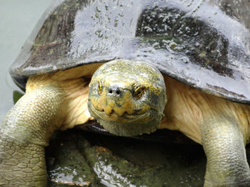 Close-up portrait of turtle