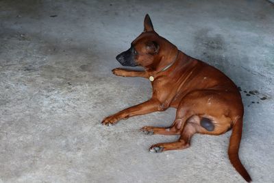 pet