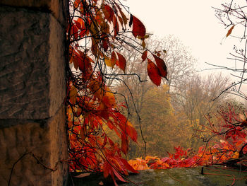 Low angle view of autumn trees against sky