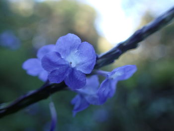 Close-up of purple flowering plant