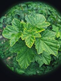 Close-up of green leaves