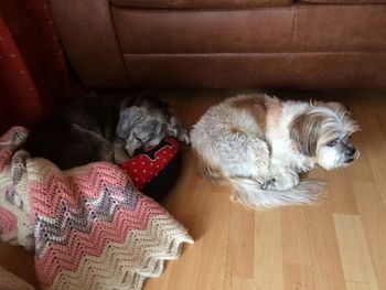 High angle view of dog sleeping on hardwood floor