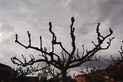 Low angle view of bare tree against sky