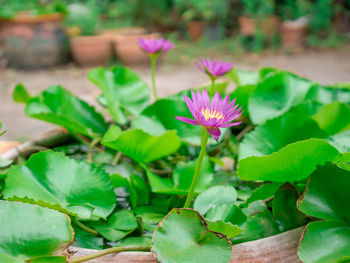 Close-up of pink lotus water lily