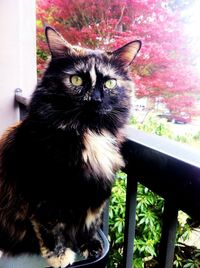 Close-up of cat looking away