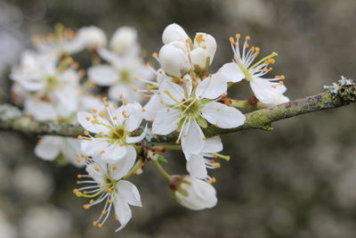 Close-up of white flowers blooming