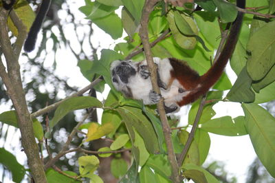 Low angle view of monkey on tree