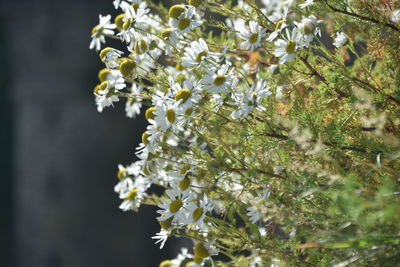 Close-up of white flowering plant