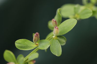 Close-up of flower buds