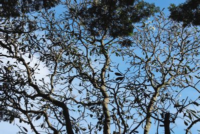 Low angle view of trees against sky