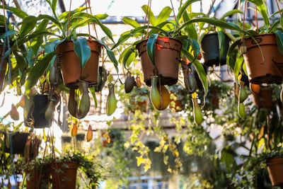 Close-up of potted plants hanging from tree