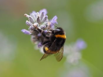 Close-up of bee on purple flower