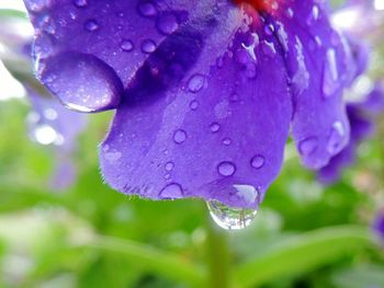 Close-up of wet purple flower