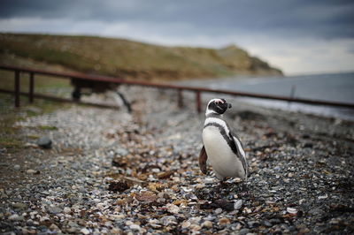 Close-up of bird on beach against sky