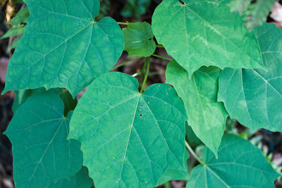 High angle view of leaves on plant