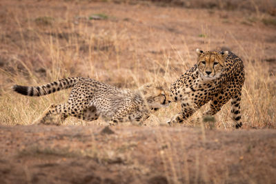 Family of cheetah running on field