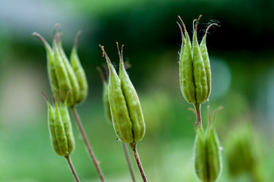 Close-up of flower buds growing outdoors