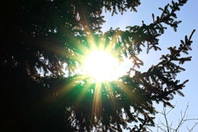 Sun shining through trees