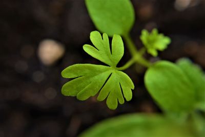 Close-up of fresh green leaves