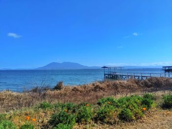 Scenic spring orange poppies rural setting against blue lake and mountains.