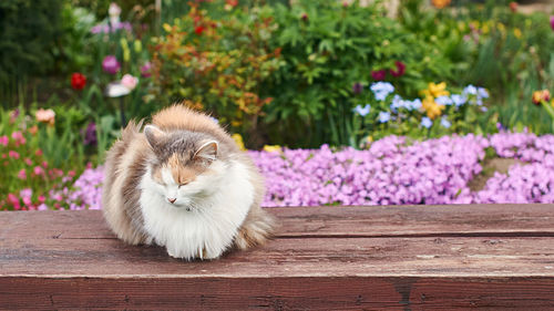 Close-up of cat on flower