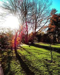 Bare trees on grassy field in park