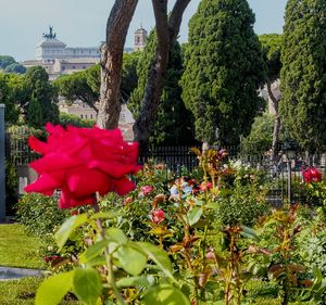 Red flowering plants in park