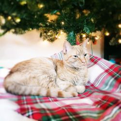 View of a cat on christmas tree