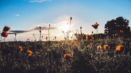 Plants growing on field against sky during sunset