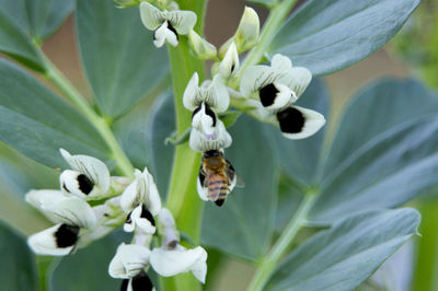 Close-up of bee on flower