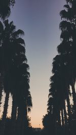 Low angle view of palm trees against clear sky