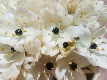 Close-up of insect on white flowering plant